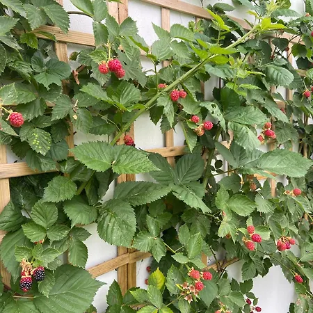 Willa Casa Da Gandara Ponte de Lima